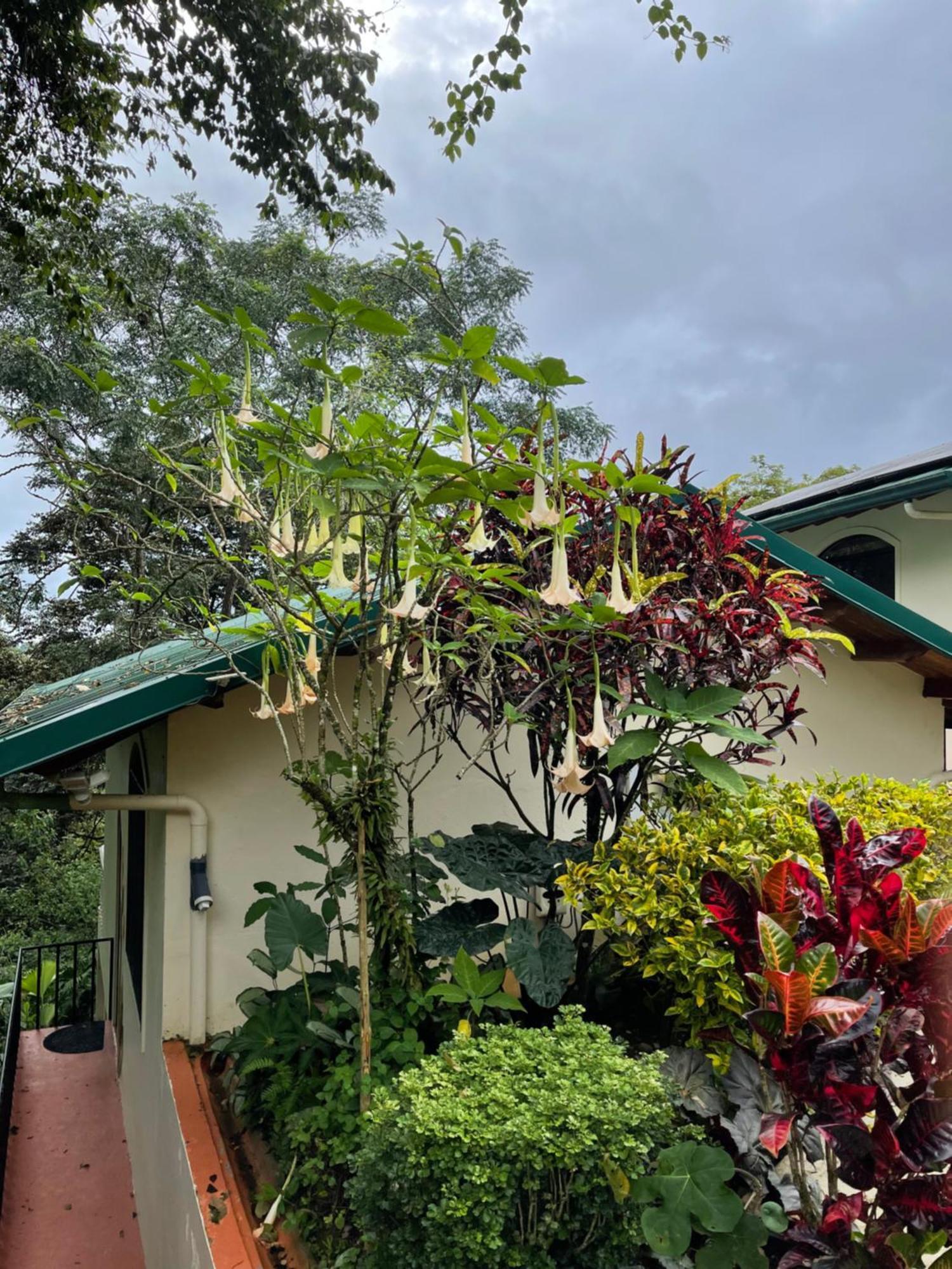 Mango Tree Villas Coronado Exterior foto